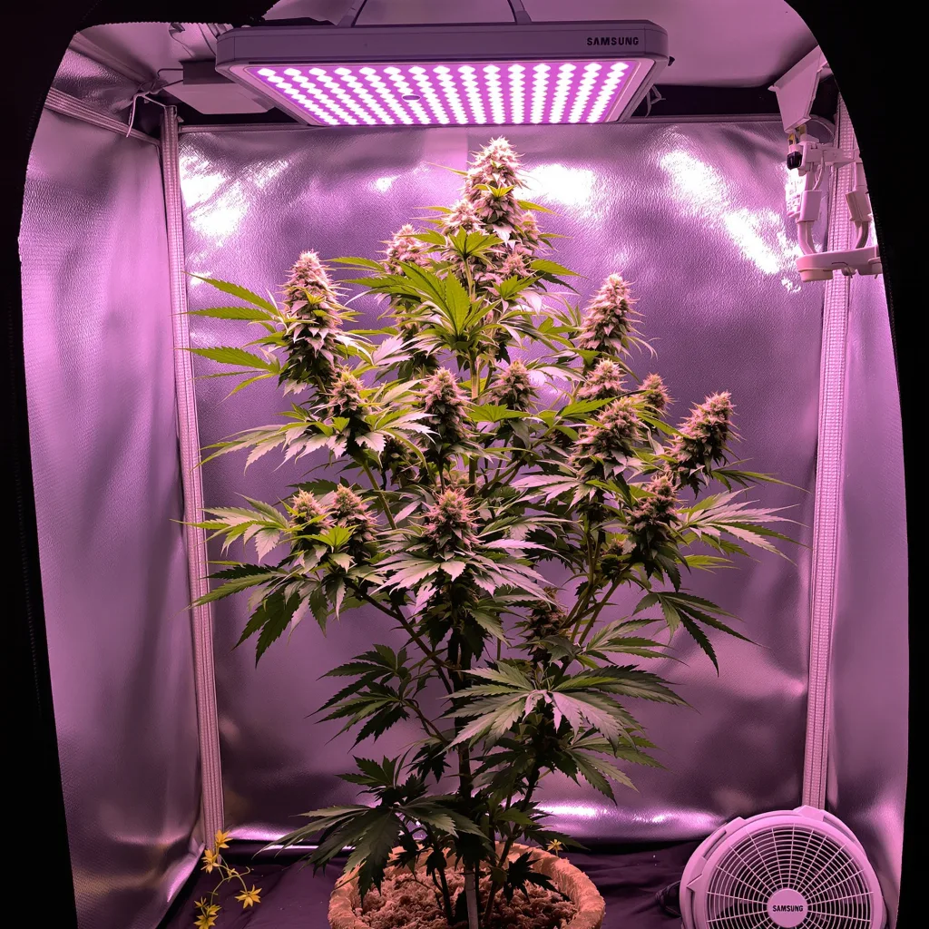 $100 OG cannabis plant in flowering stage — Short feminised