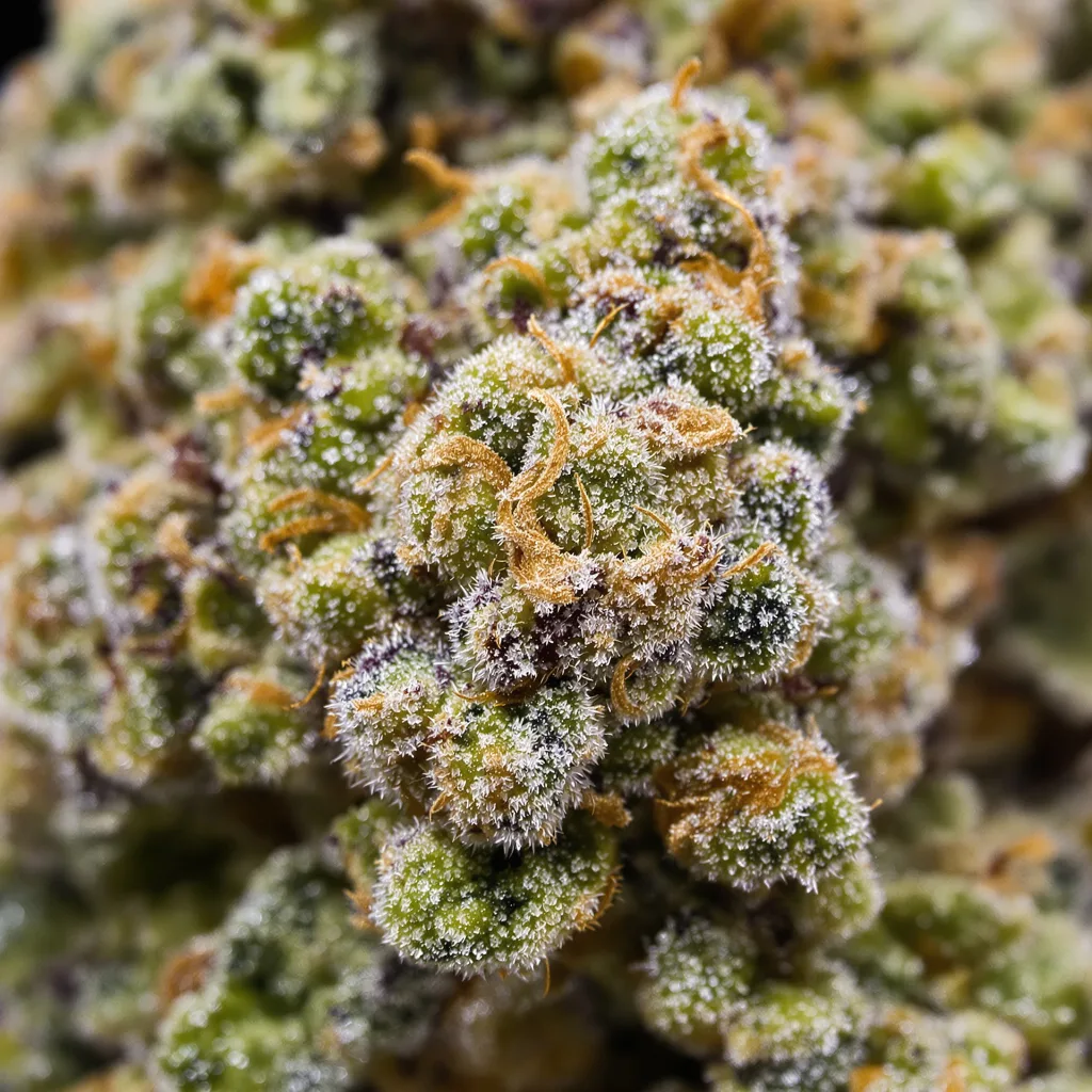 13 Dawgs cannabis bud close-up showing open-bud structure with orange pistils