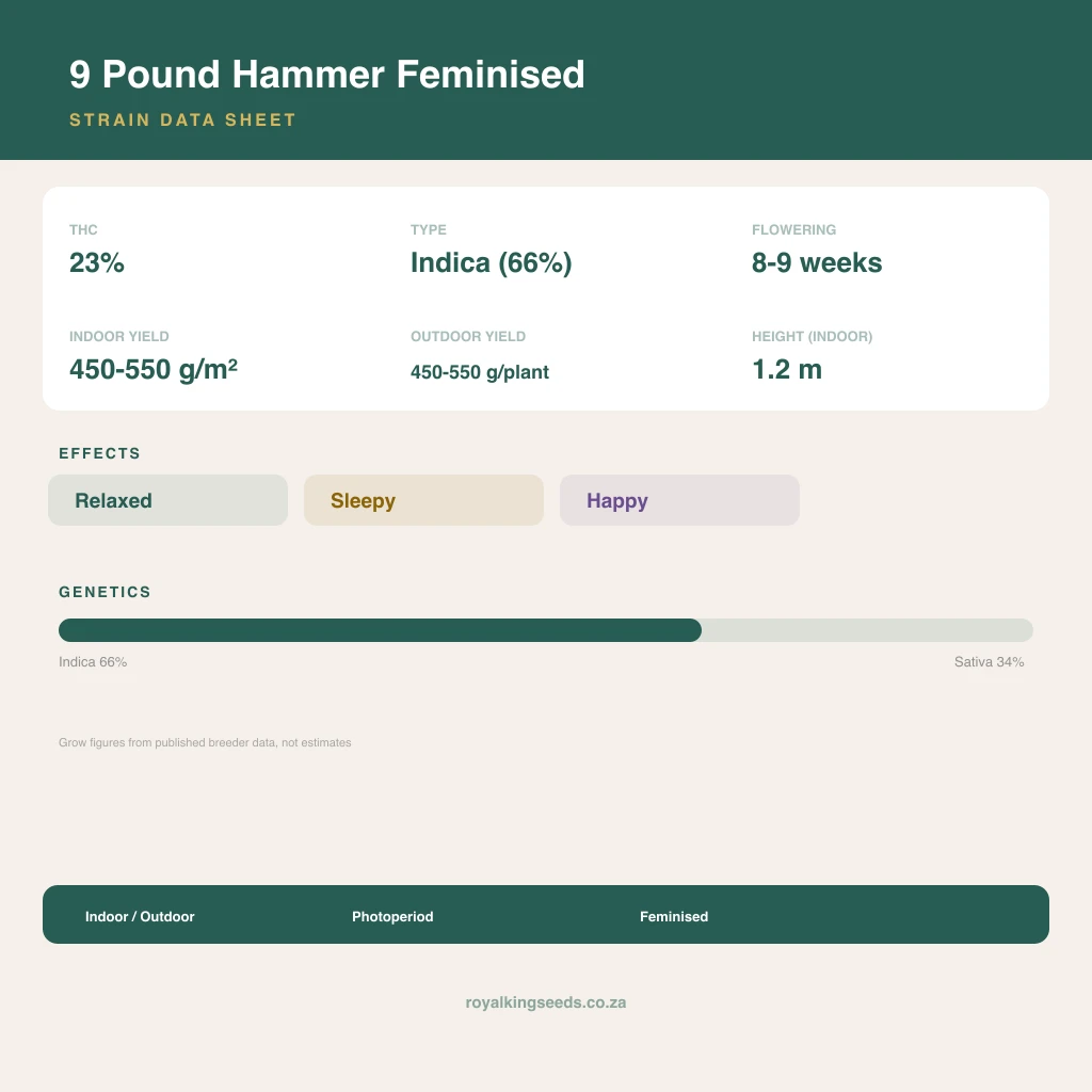 9 Pound Hammer 66% indica / 34% sativa flower with visible trichomes