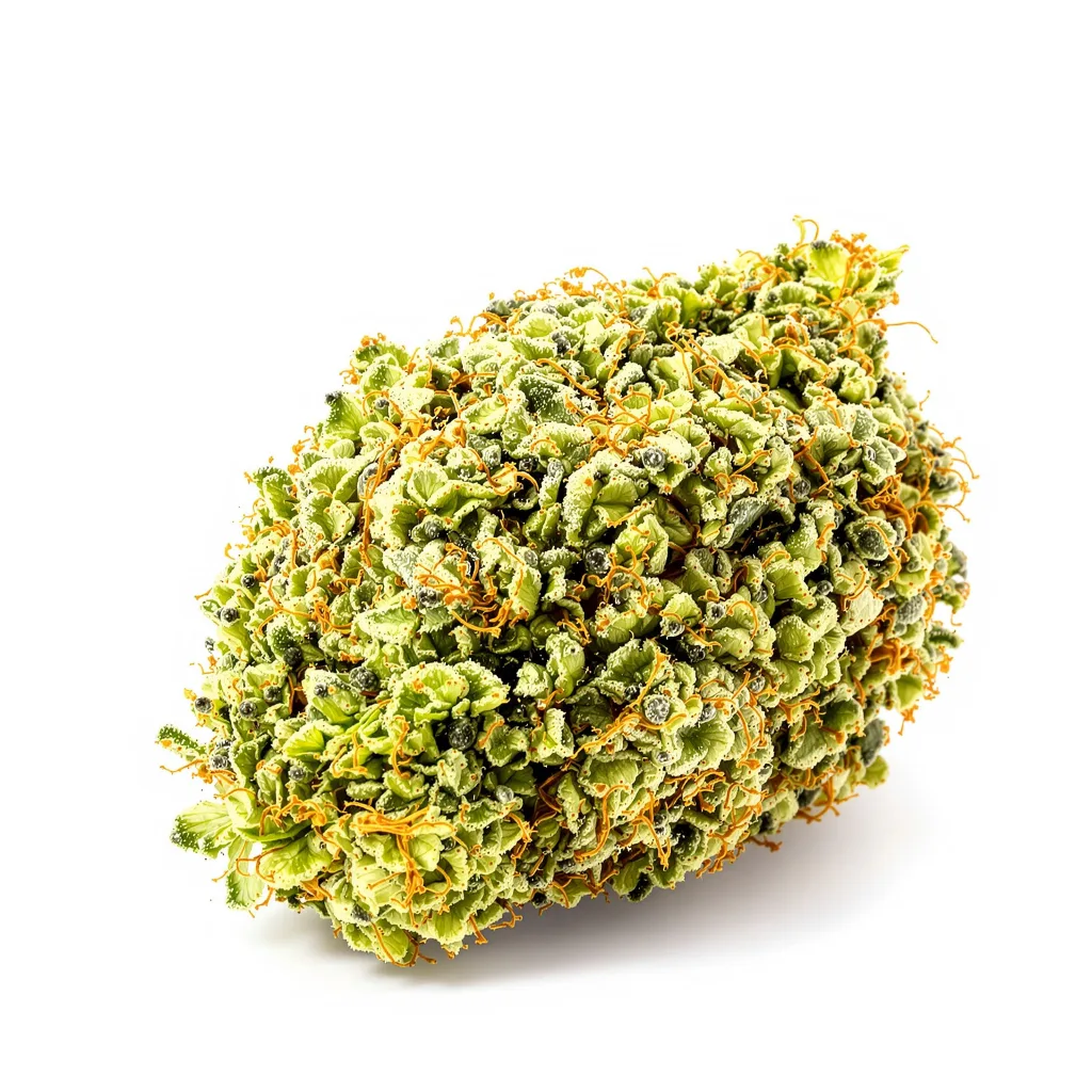 Acapulco Gold 22% indica / 78% sativa flower with visible trichomes