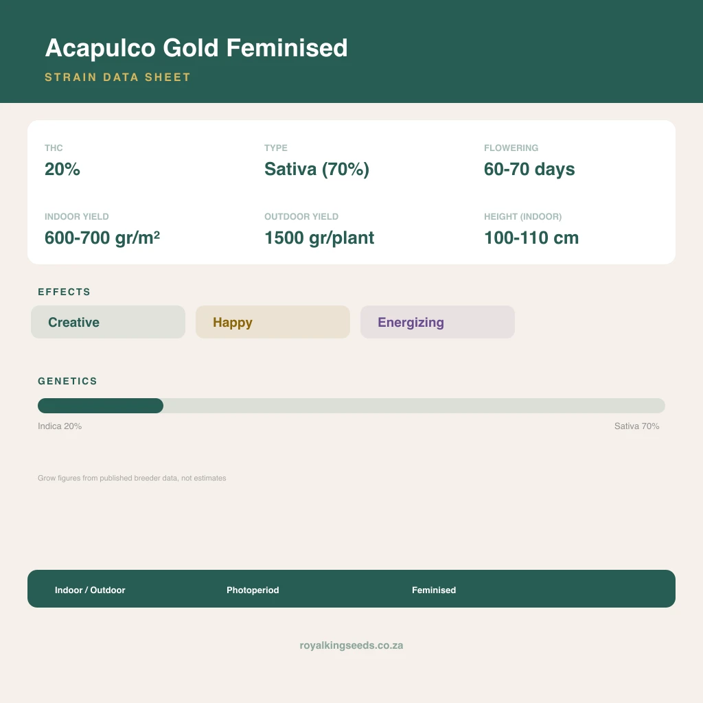 Acapulco Gold 22% indica / 78% sativa flower with visible trichomes