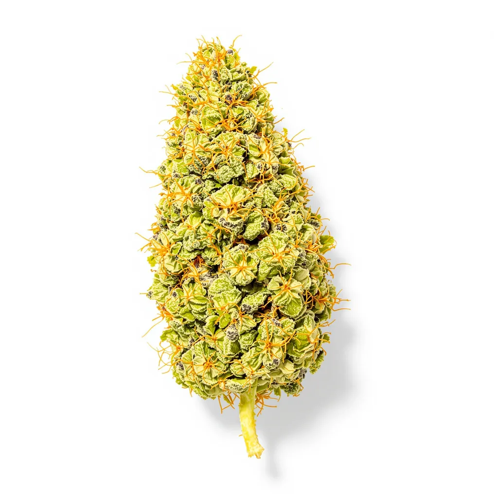Acapulco Gold 22% indica / 78% sativa flower with visible trichomes