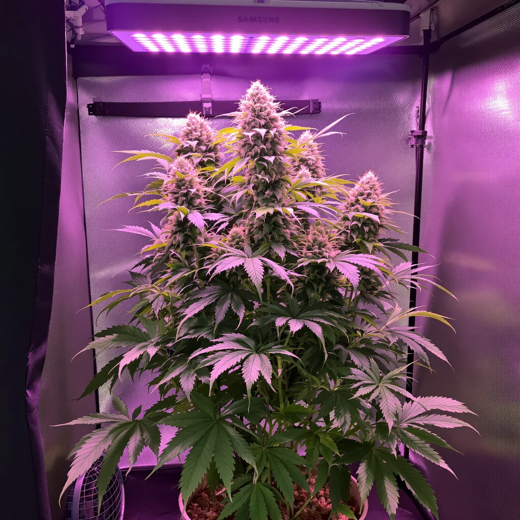 Ace Killer OG cannabis plant in flowering stage — Short autoflower