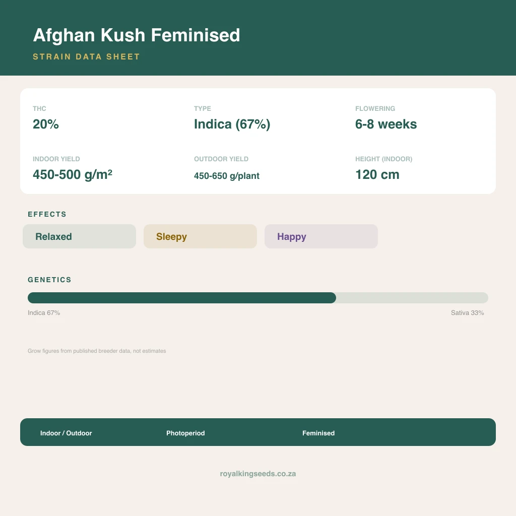 Afghan Kush 67% indica / 33% sativa flower with visible trichomes