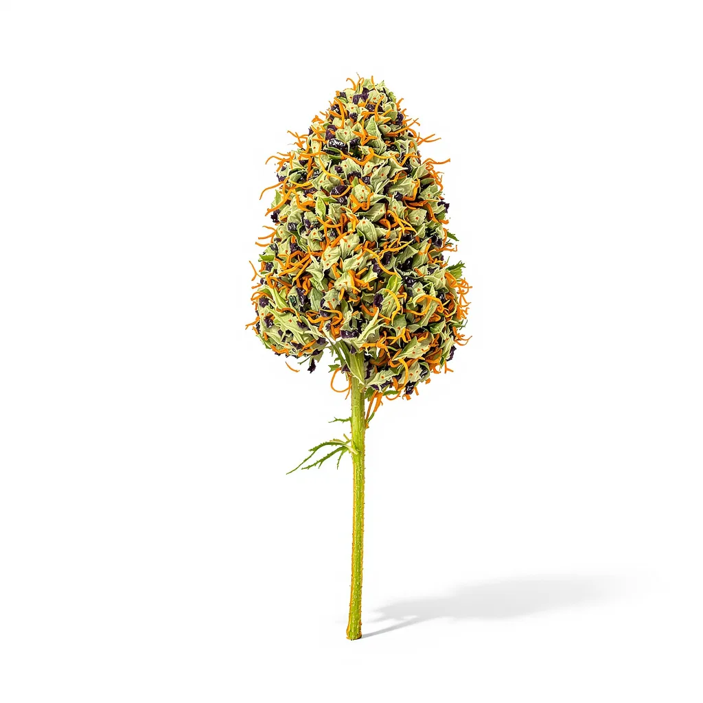Afghani 70% indica / 30% sativa flower with visible trichomes