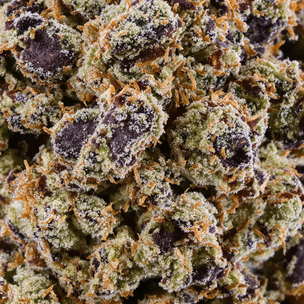 Afgoo cannabis bud close-up showing dense purple-tinged calyxes