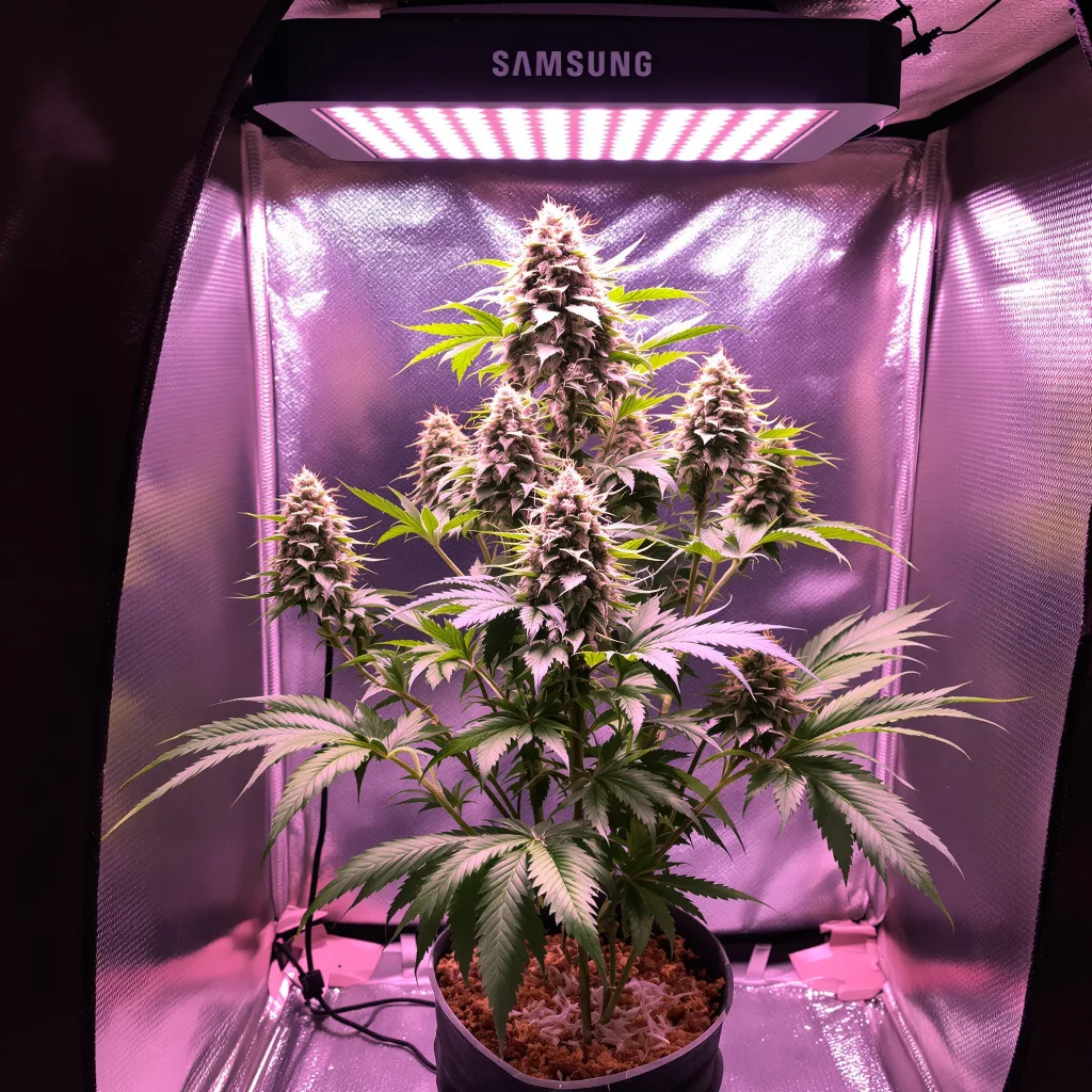 Afpak cannabis plant in flowering stage — 70–110 cm feminised