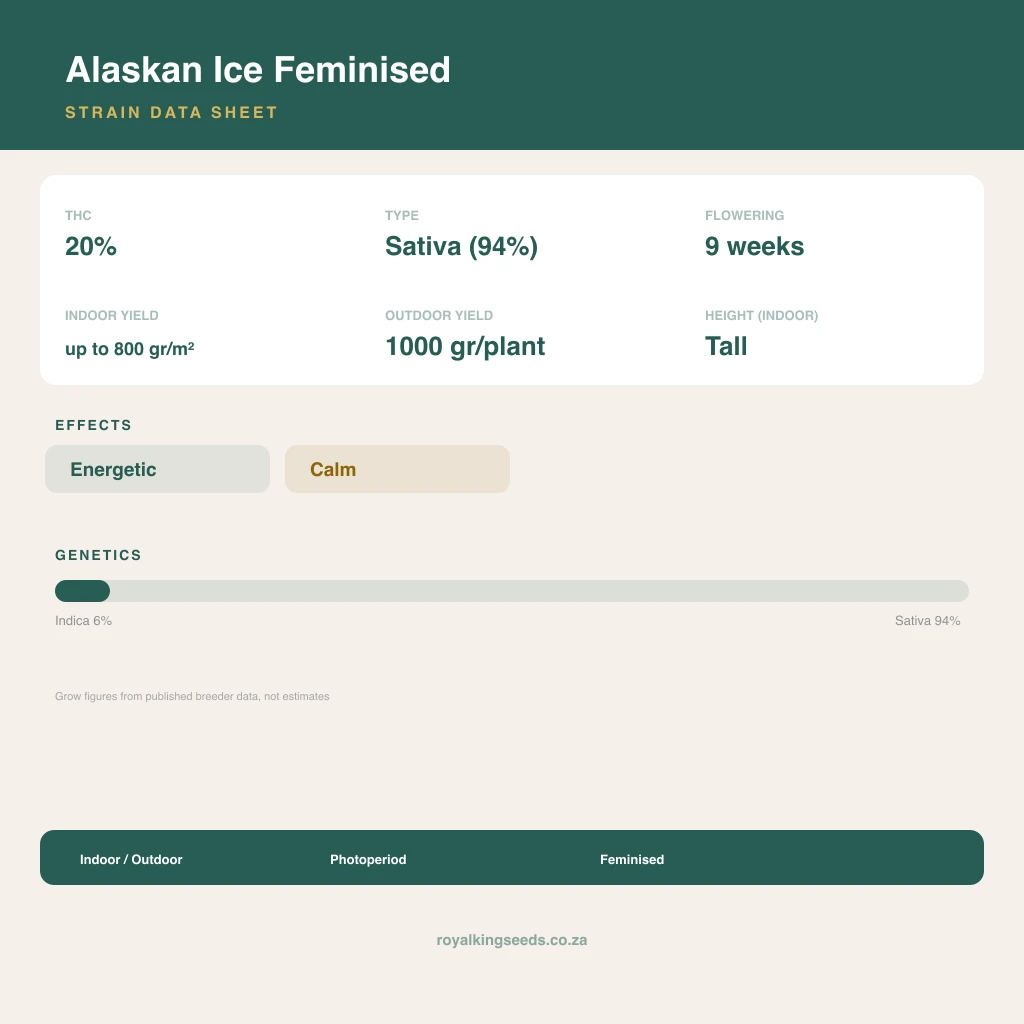Alaskan Ice 6% indica / 94% sativa flower with visible trichomes