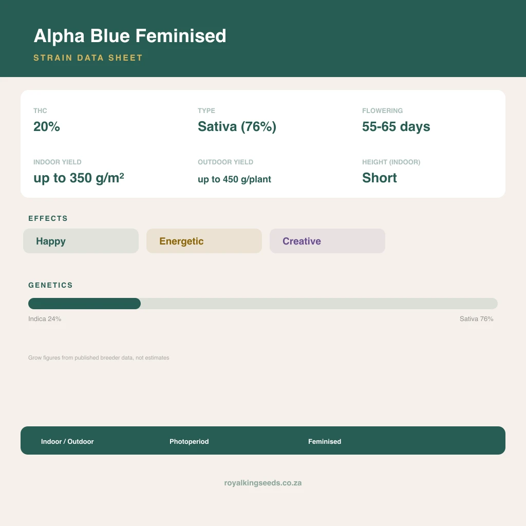 Alpha Blue 24% indica / 76% sativa flower with visible trichomes