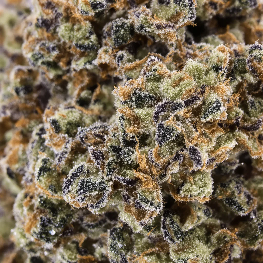 American Kush cannabis bud close-up showing dense purple-tinged calyxes