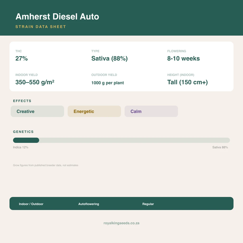 Amherst Diesel 12% indica / 88% sativa flower with visible trichomes