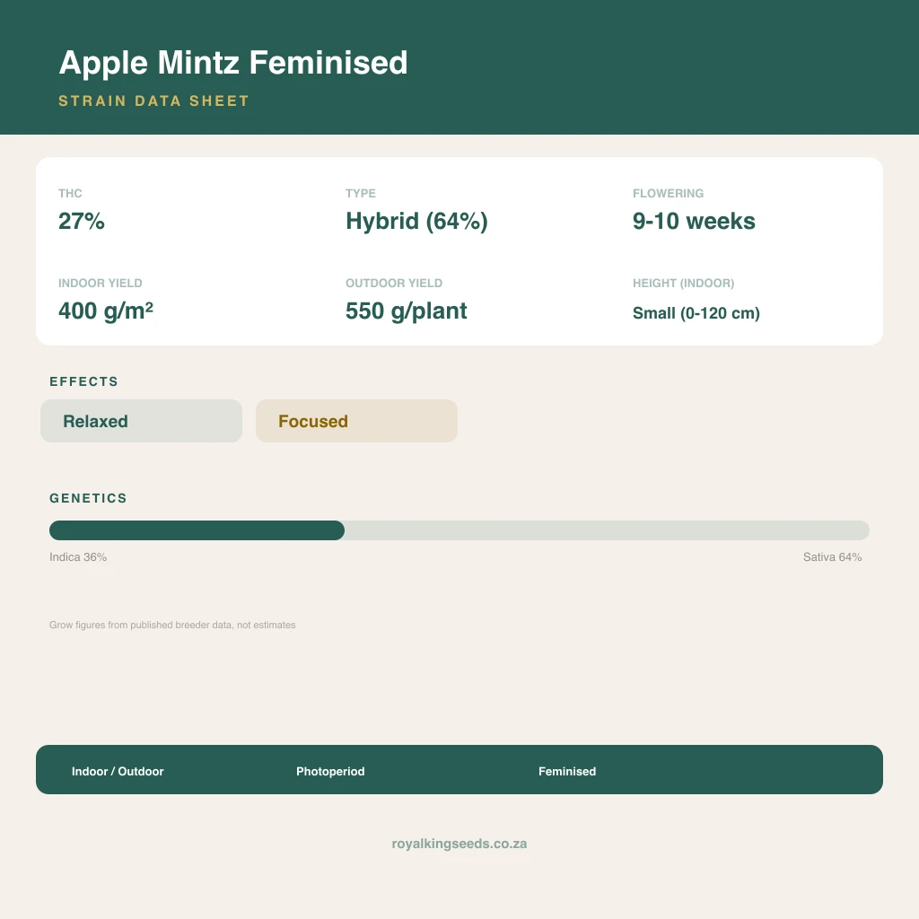 Apple Mintz 36% indica / 64% sativa flower with visible trichomes