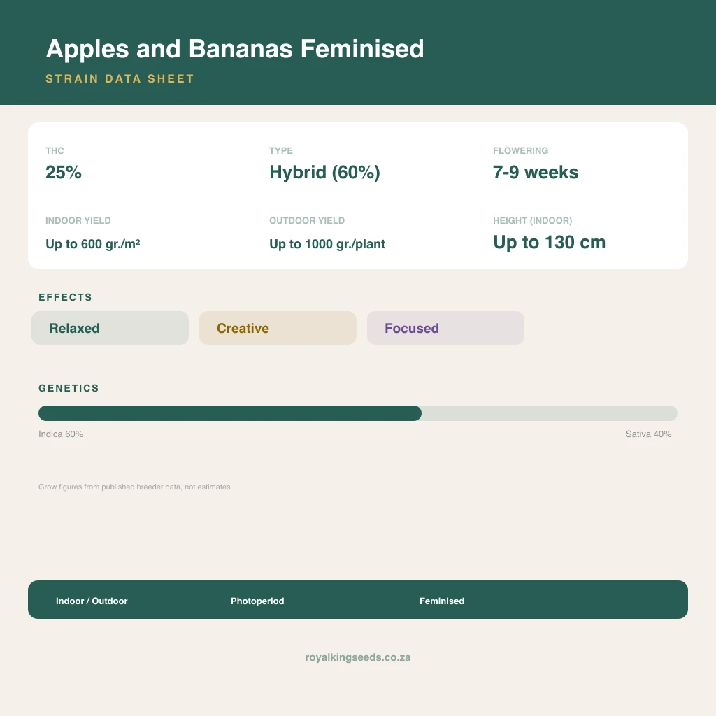 Apples and Bananas 60% indica / 40% sativa flower with visible trichomes