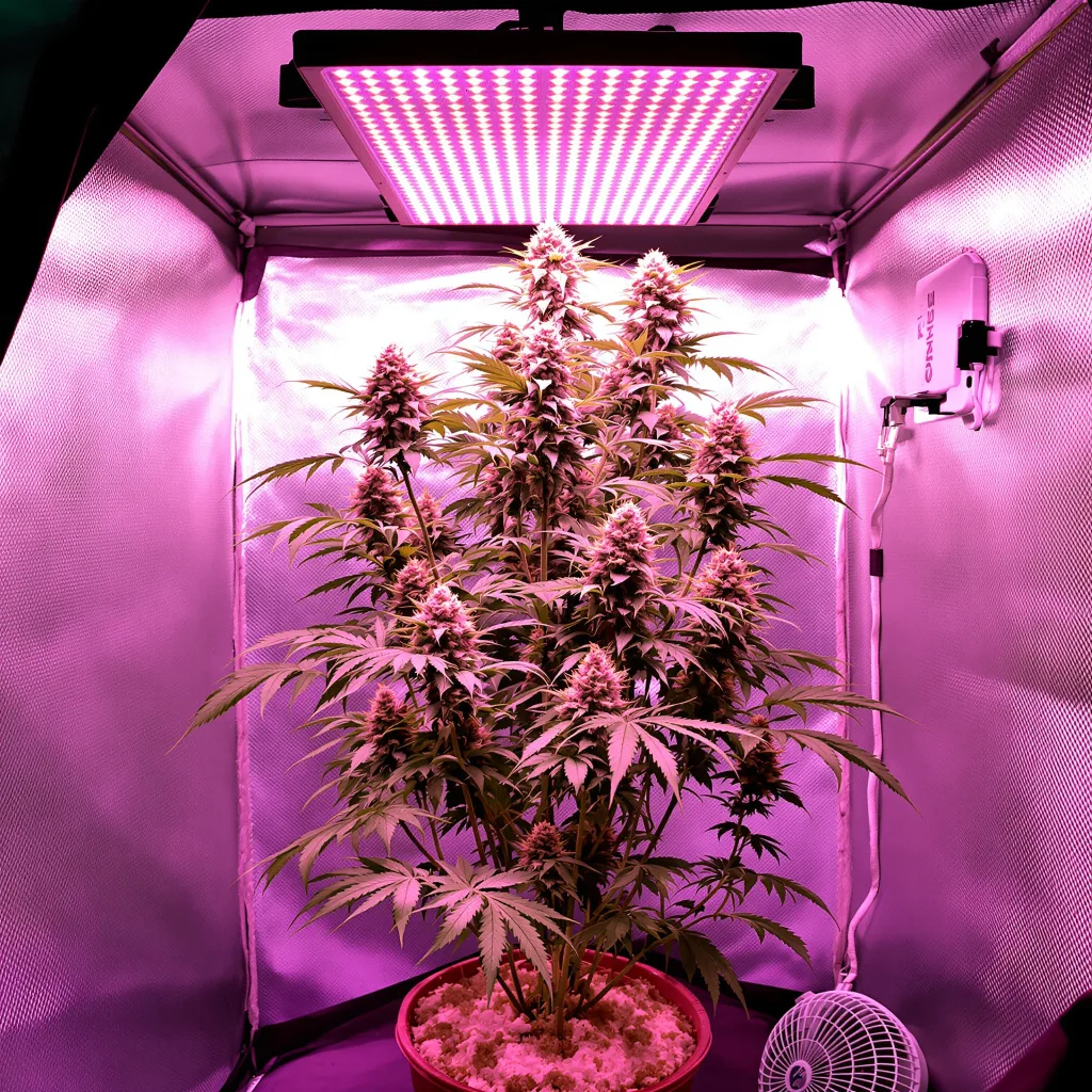 Atomic Northern Lights cannabis plant in flowering stage — Short feminised