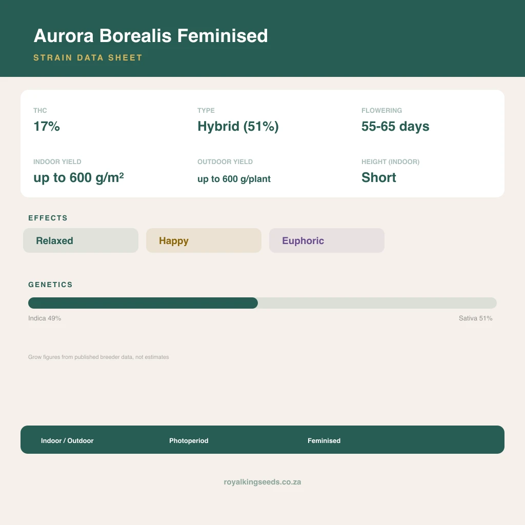 Aurora Borealis 49% indica / 51% sativa flower with visible trichomes