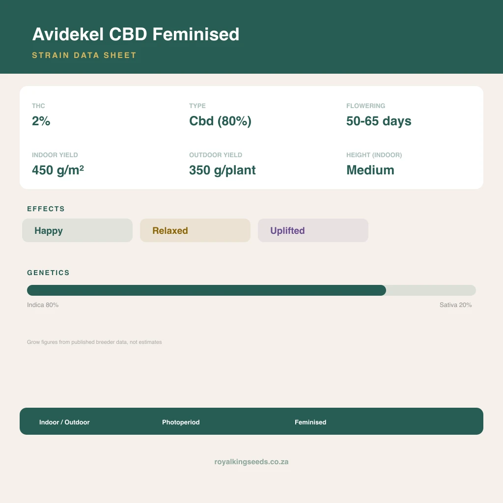 Avidekel CBD 80% indica / 20% sativa flower with visible trichomes