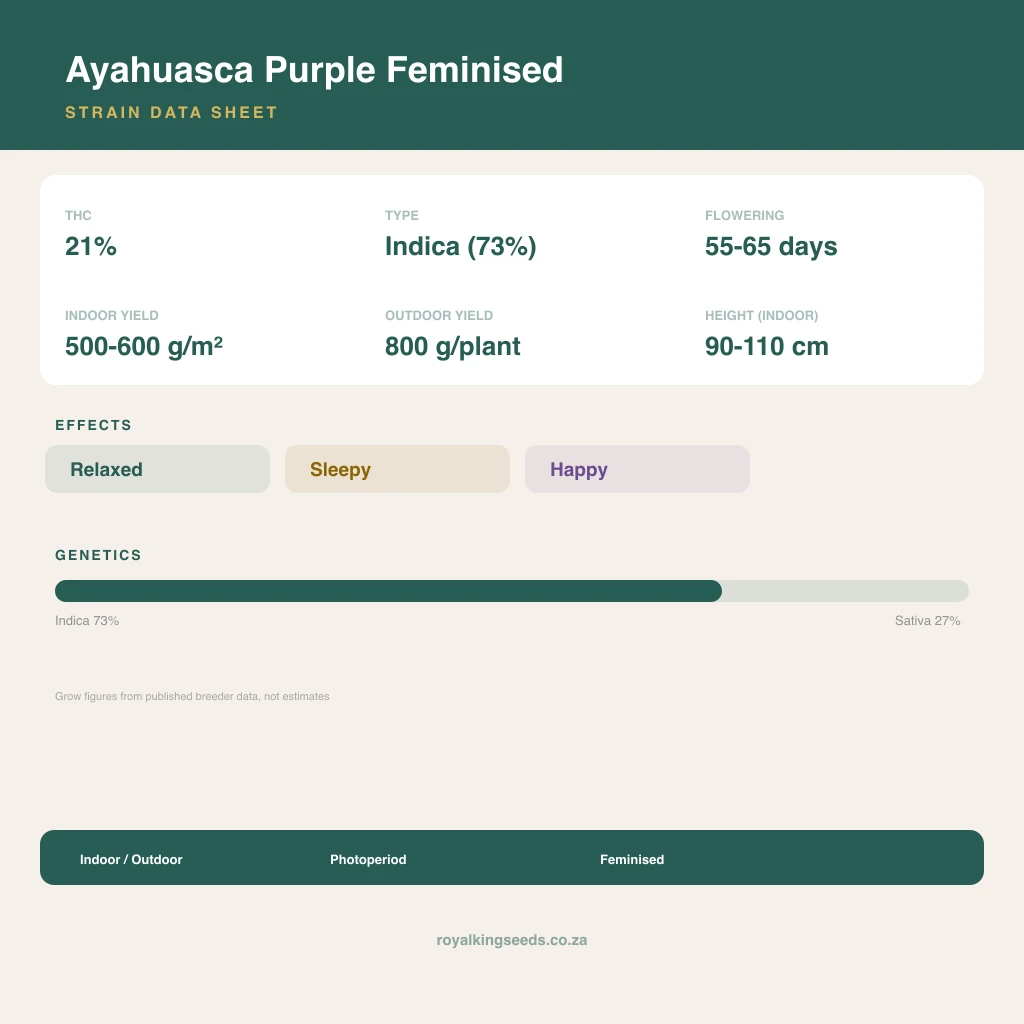 Ayahuasca Purple 73% indica / 27% sativa flower with visible trichomes