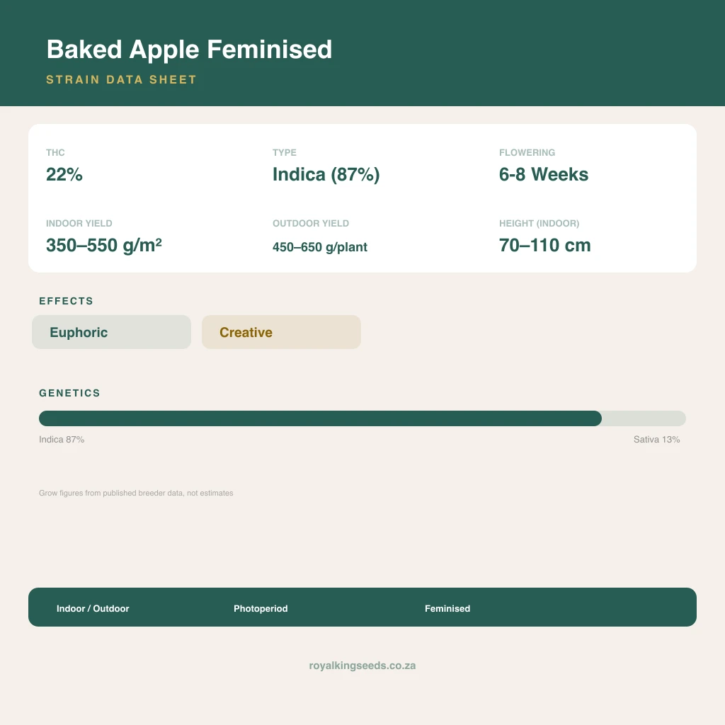 Baked Apple 87% indica / 13% sativa flower with visible trichomes
