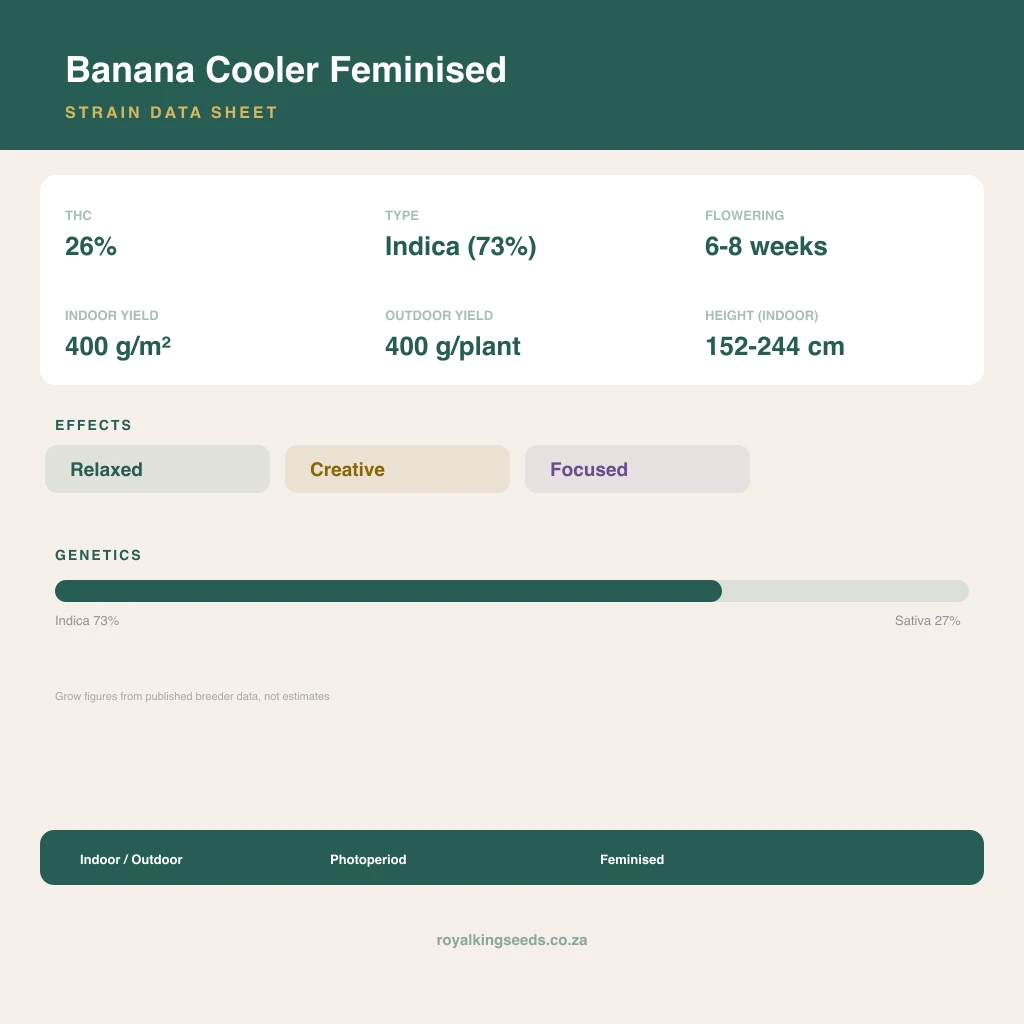 Banana Cooler 73% indica / 27% sativa flower with visible trichomes