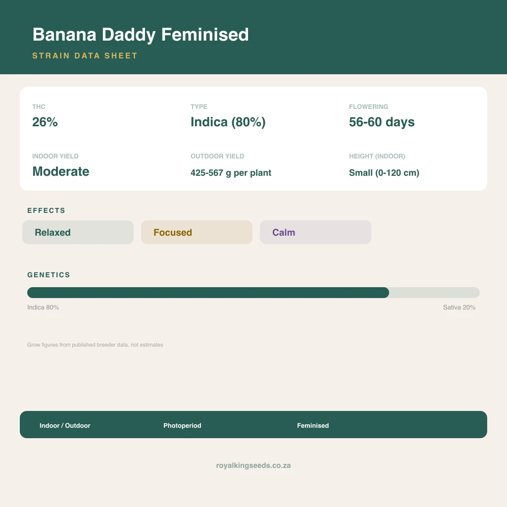 Banana Daddy 80% indica / 20% sativa flower with visible trichomes