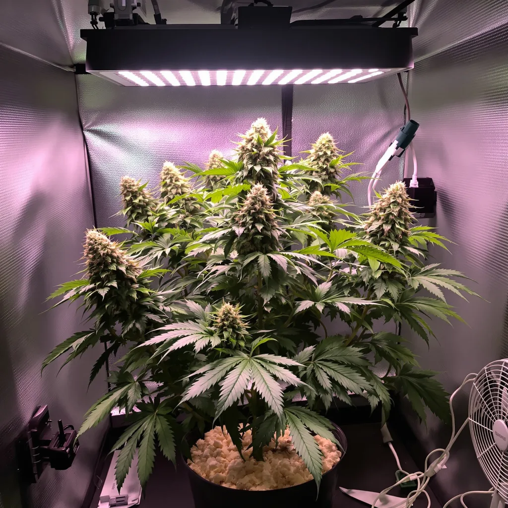 Bay Dream cannabis plant in flowering stage — Short feminised