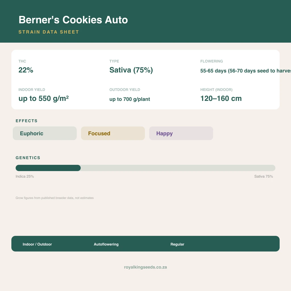 Berner's Cookies 25% indica / 75% sativa flower with visible trichomes
