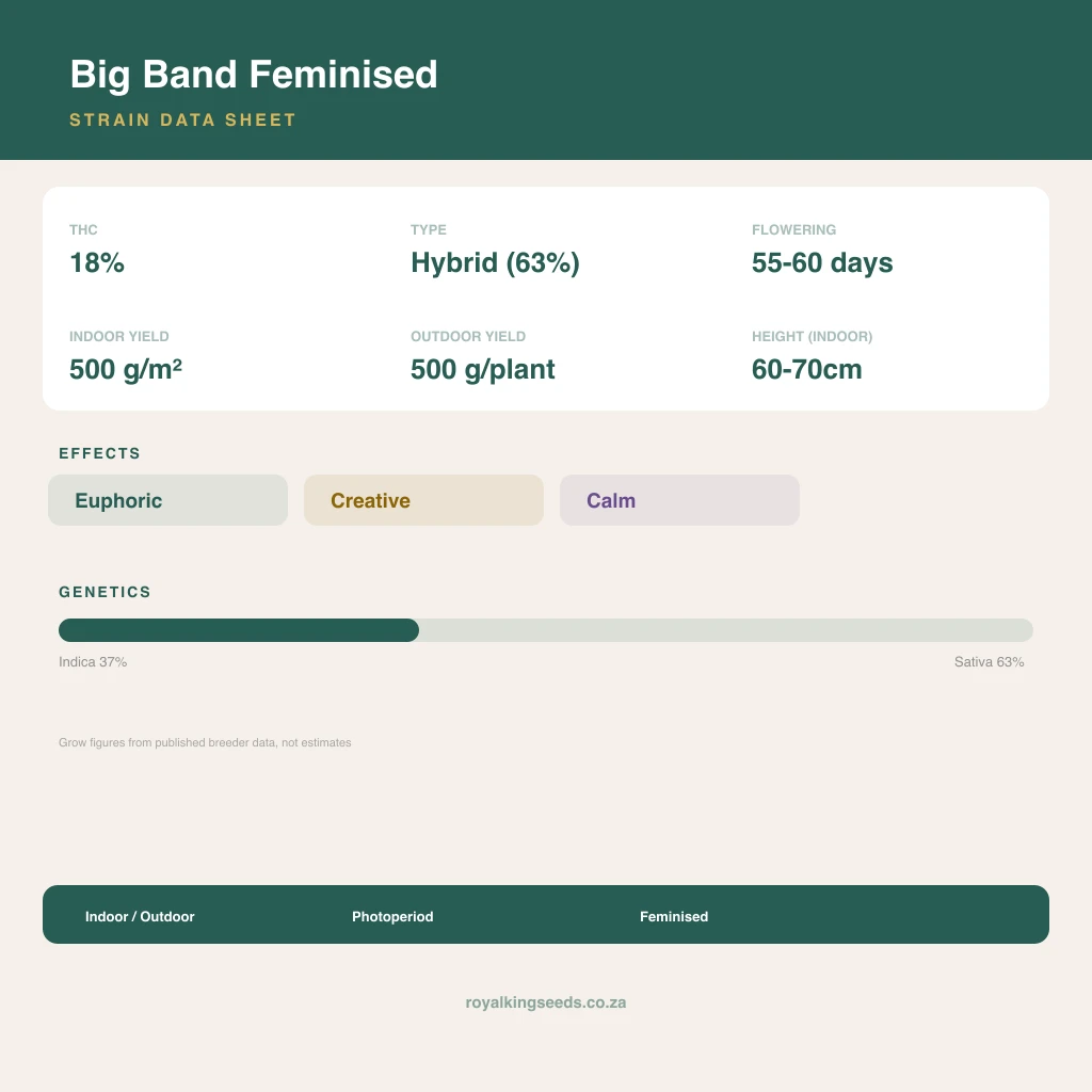Big Band 37% indica / 63% sativa flower with visible trichomes