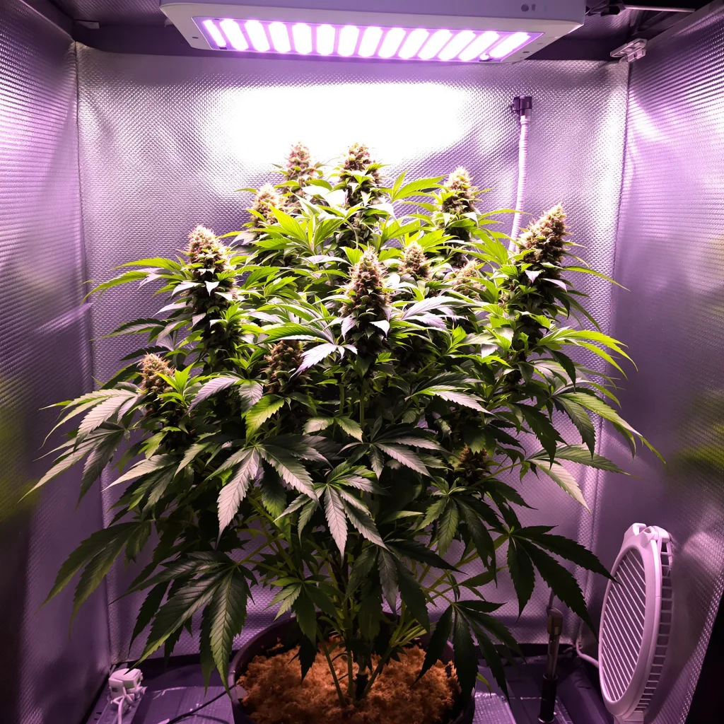 Big Cheese cannabis plant in flowering stage — Medium (100-150 cm) feminised
