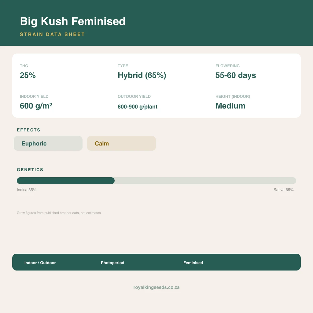 Big Kush 35% indica / 65% sativa flower with visible trichomes