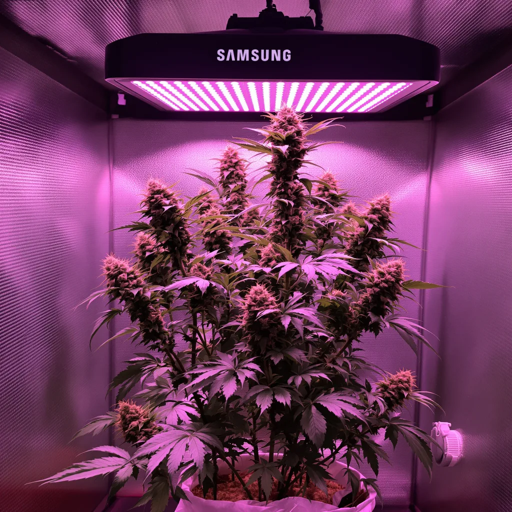 Big Smooth cannabis plant in flowering stage — Medium (150-245 cm) feminised