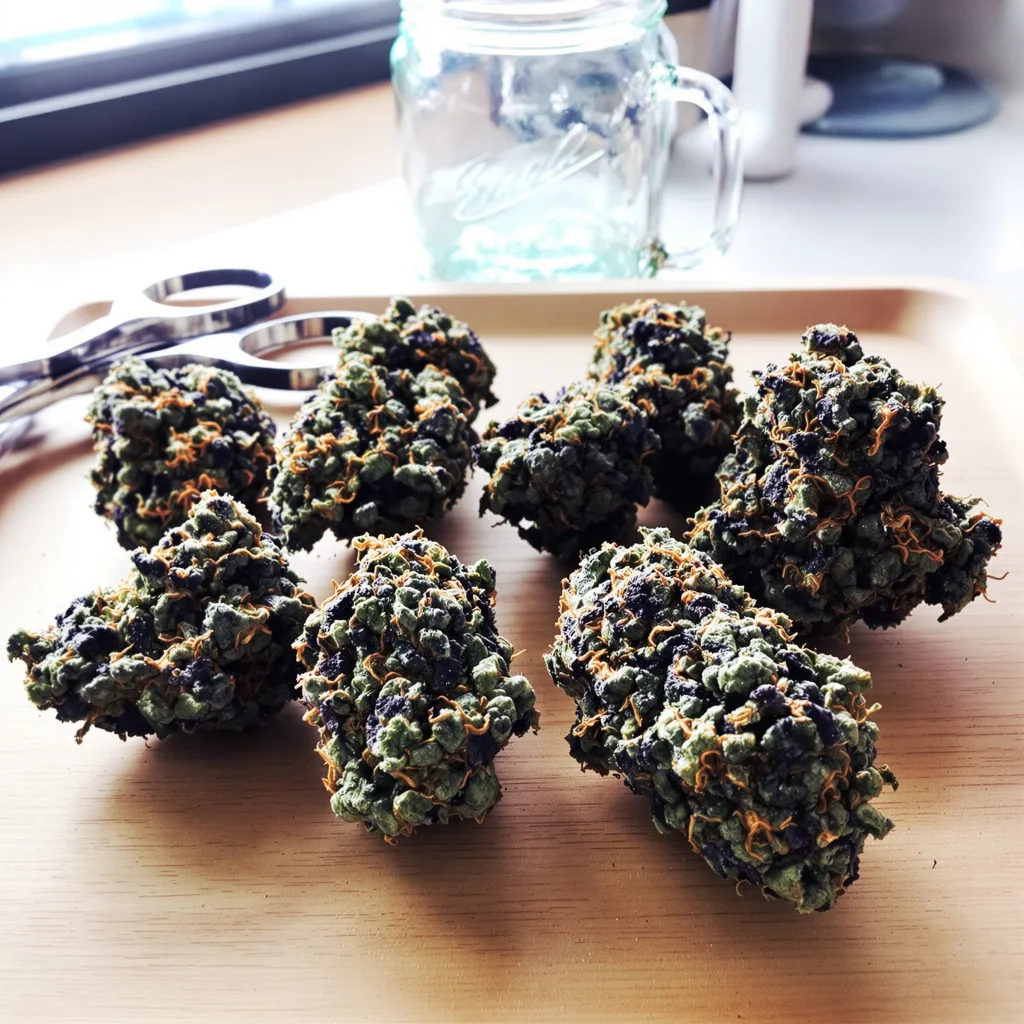 Black Afghan 81% indica / 19% sativa flower with visible trichomes