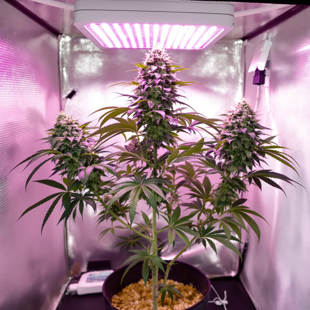 Black Bubba cannabis plant in flowering stage — Medium autoflower