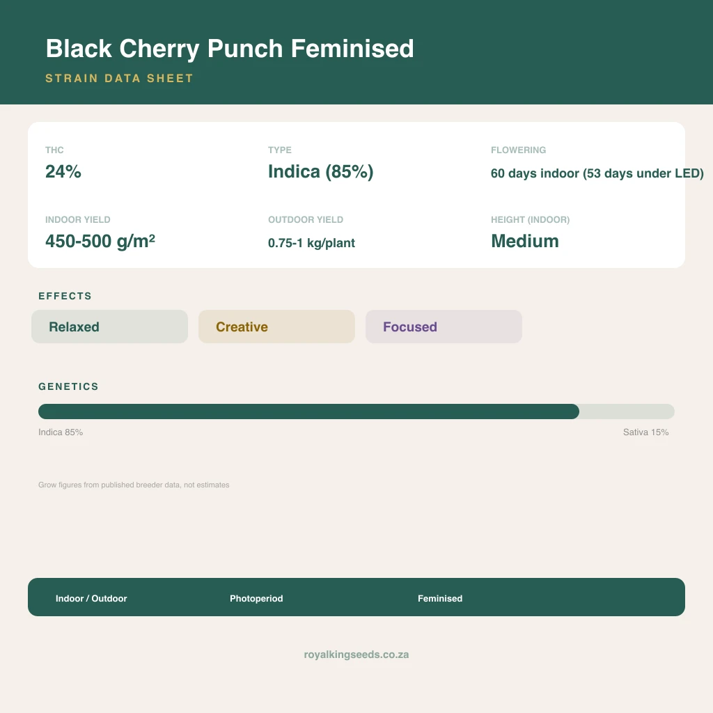 Black Cherry Punch 85% indica / 15% sativa flower with visible trichomes