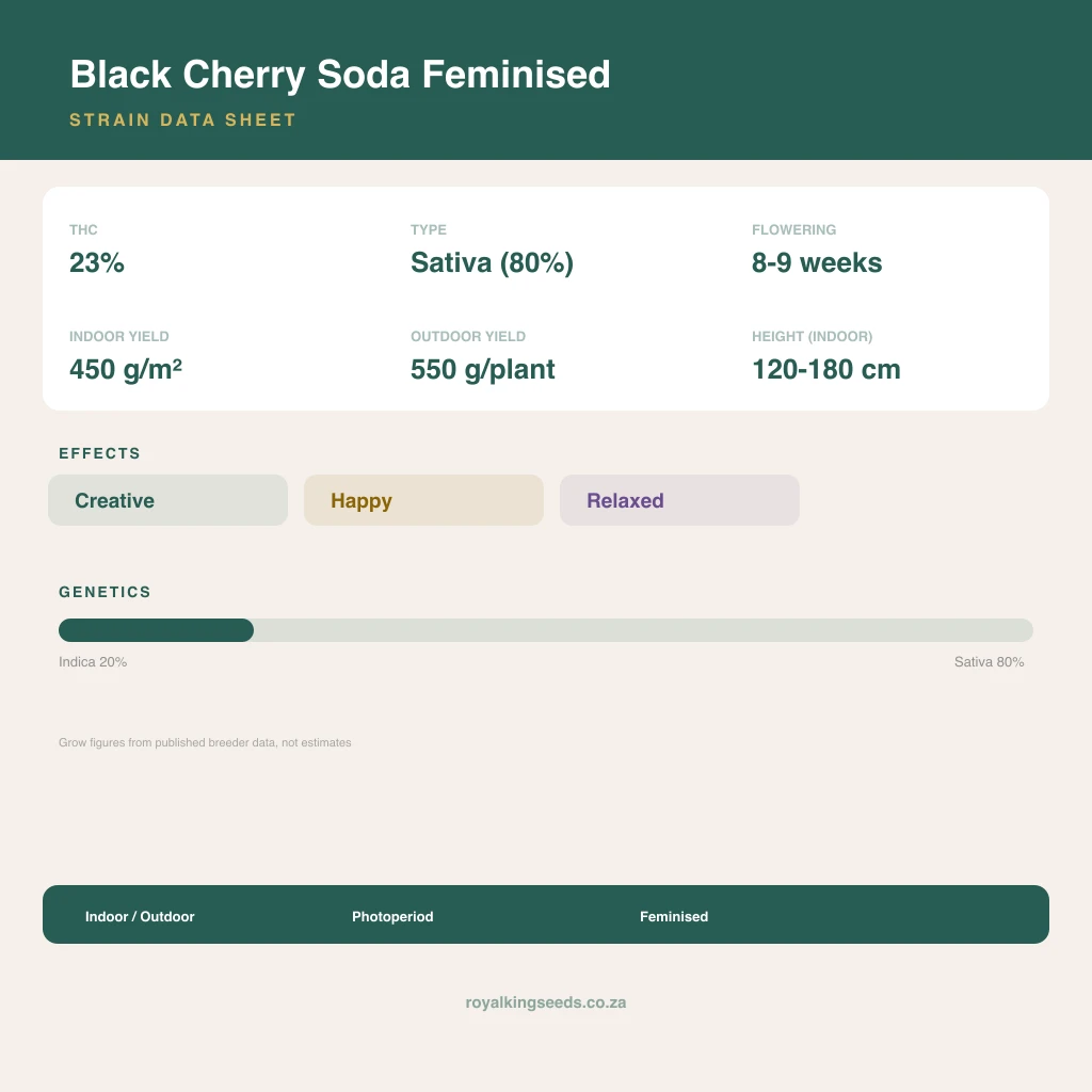 Black Cherry Soda 20% indica / 80% sativa flower with visible trichomes