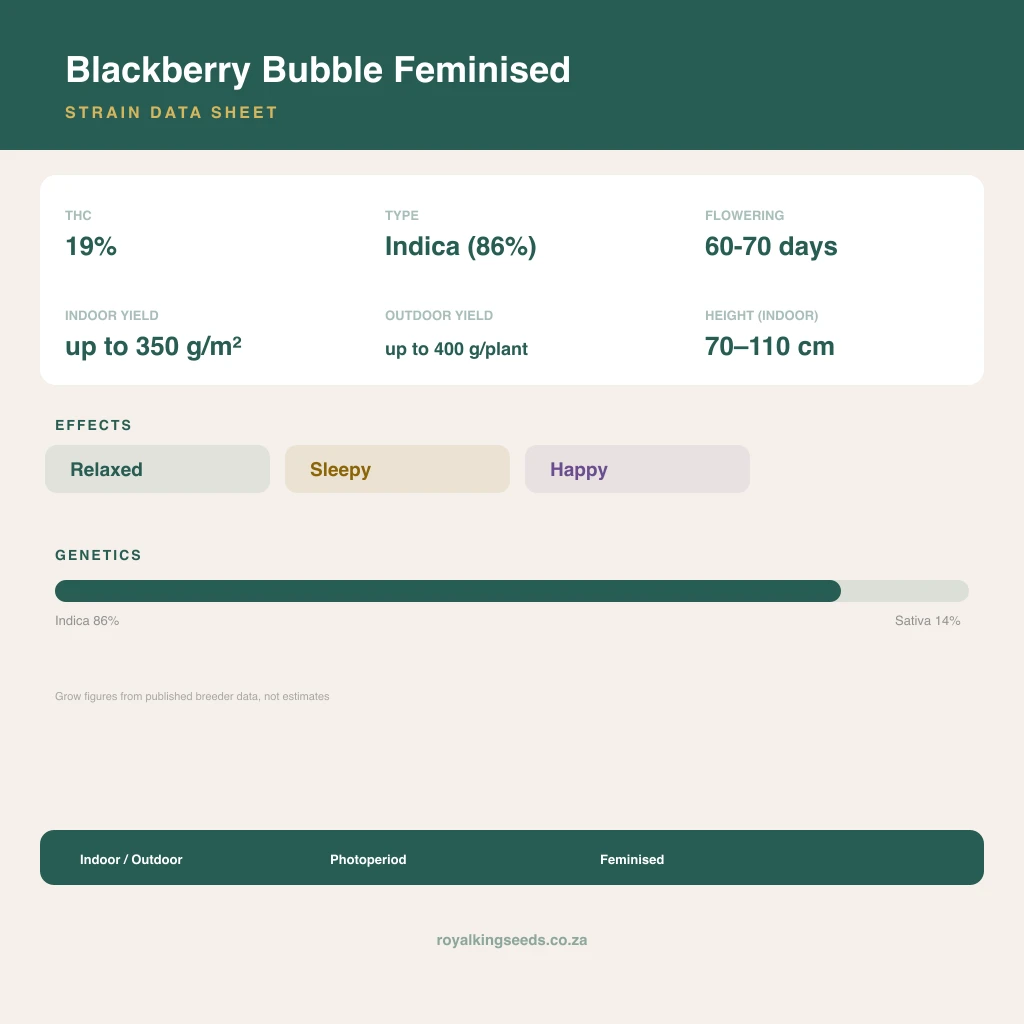 Blackberry Bubble 86% indica / 14% sativa flower with visible trichomes