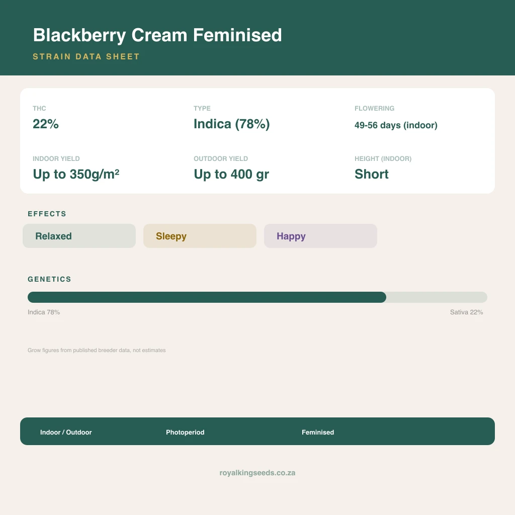 Blackberry Cream 78% indica / 22% sativa flower with visible trichomes