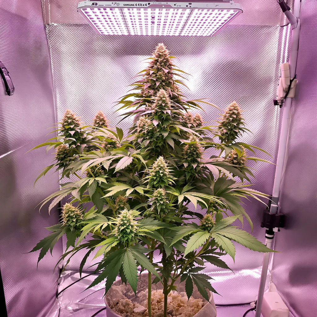 Blackberry Hashplant cannabis plant in flowering stage — Short feminised