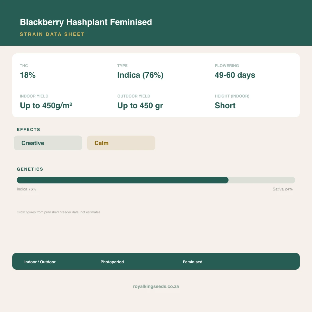 Blackberry Hashplant 76% indica / 24% sativa flower with visible trichomes