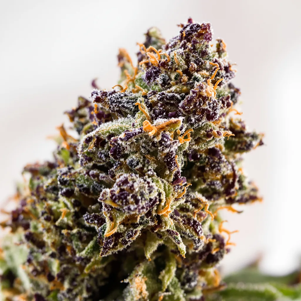 Blackberry Hashplant cannabis bud close-up showing dense purple-tinged calyxes