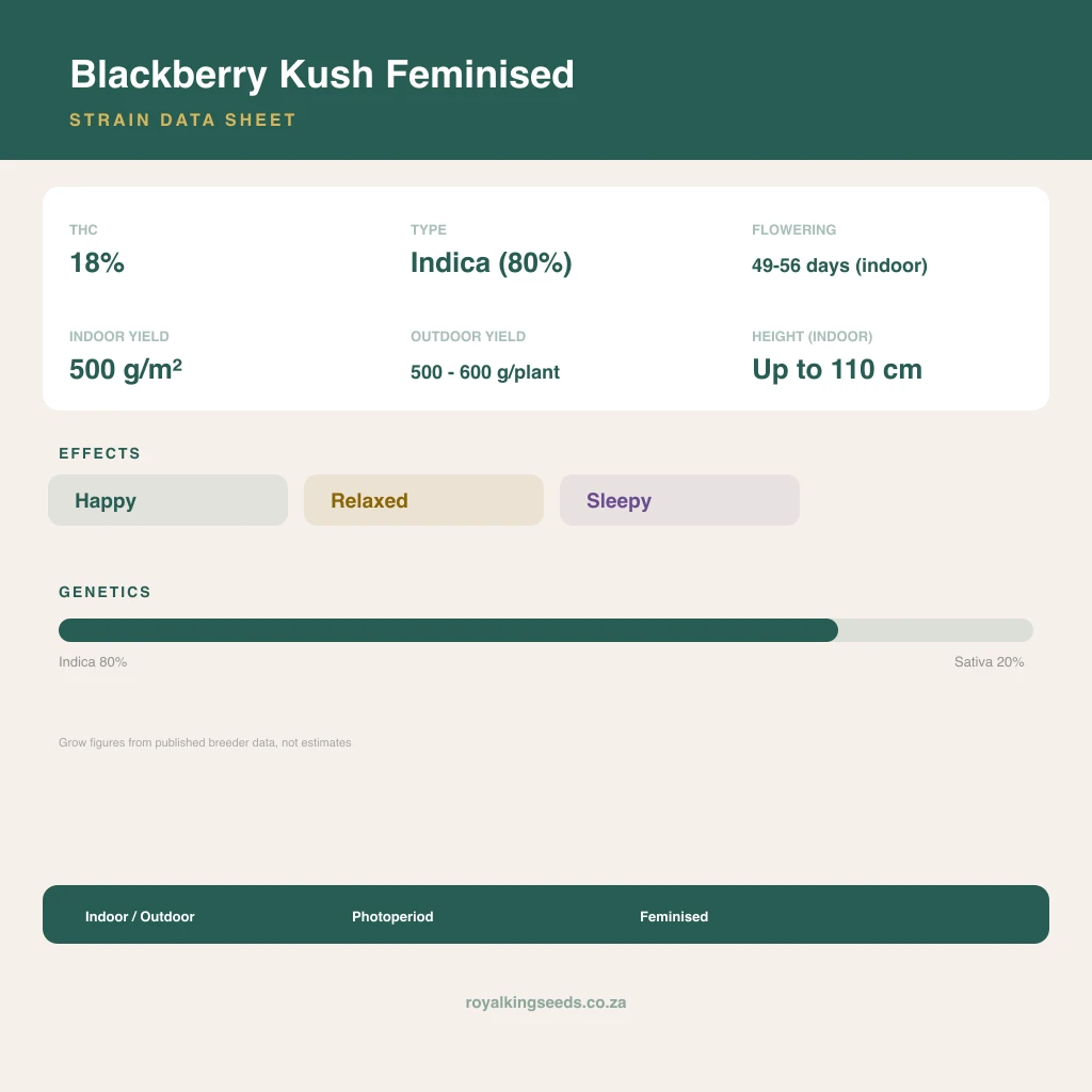 Blackberry Kush 80% indica / 20% sativa flower with visible trichomes