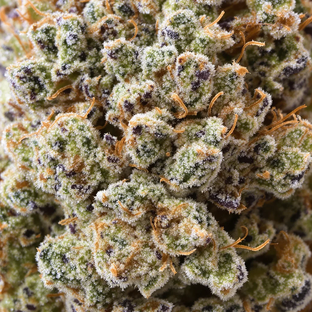 Blackberry Pie cannabis bud close-up showing balanced bud structure with frosted trichomes