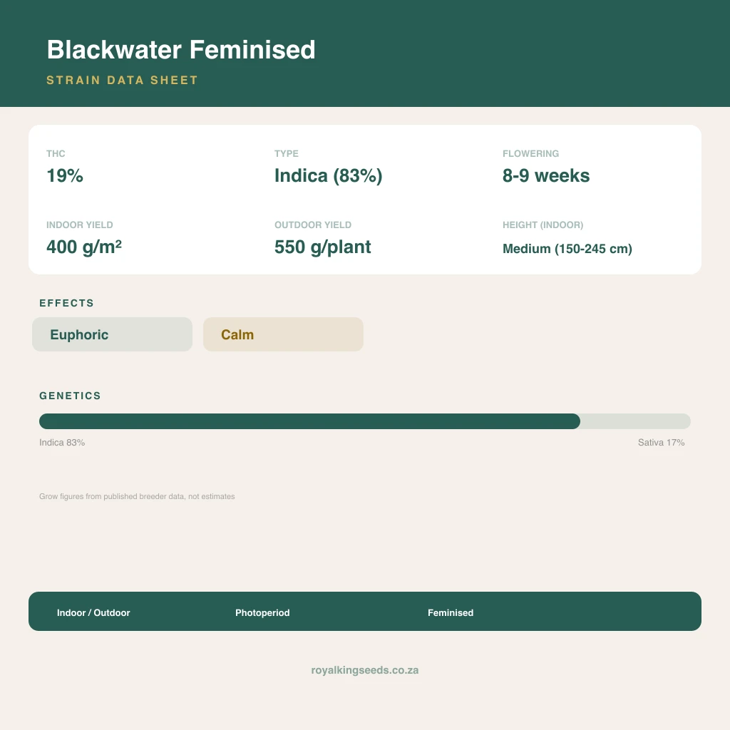 Blackwater 83% indica / 17% sativa flower with visible trichomes