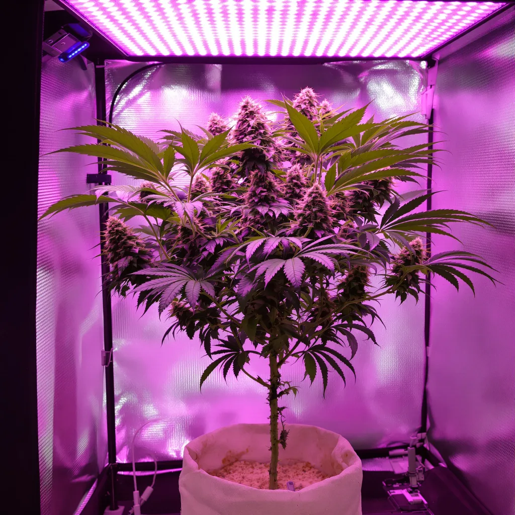 Blue Alien cannabis plant in flowering stage — Short feminised