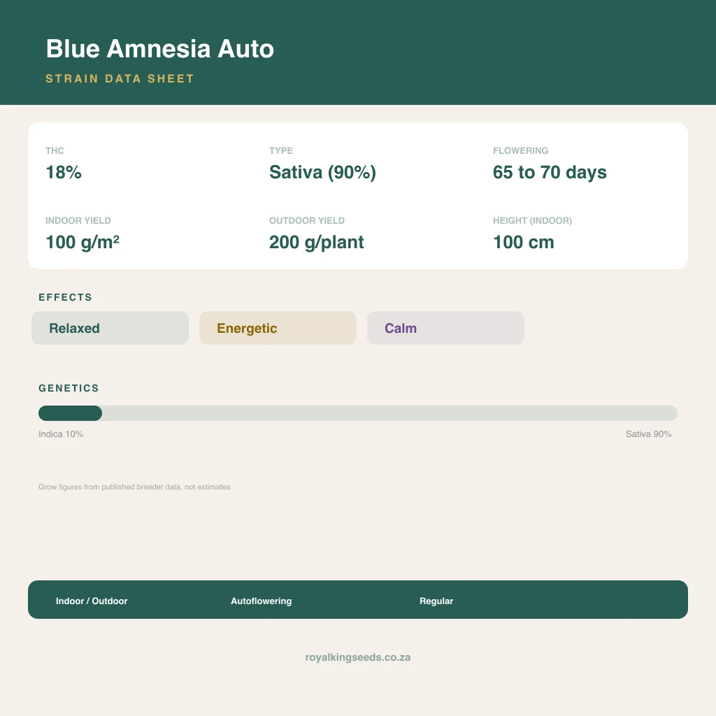 Blue Amnesia 10% indica / 90% sativa flower with visible trichomes