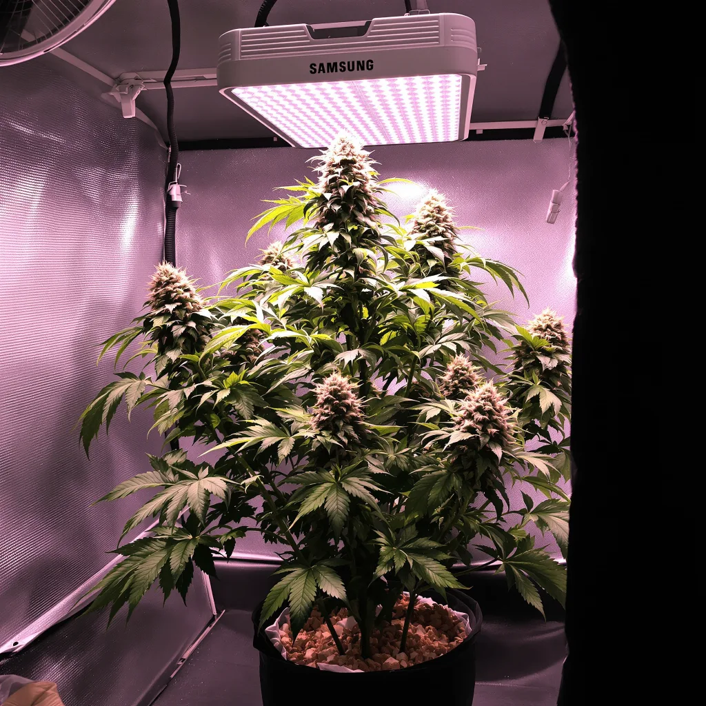 Blue Blood cannabis plant in flowering stage — 110–150 cm feminised