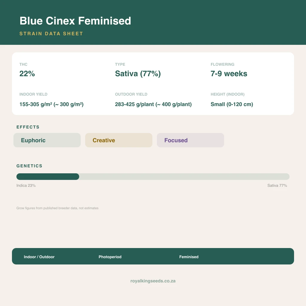 Blue Cinex 23% indica / 77% sativa flower with visible trichomes