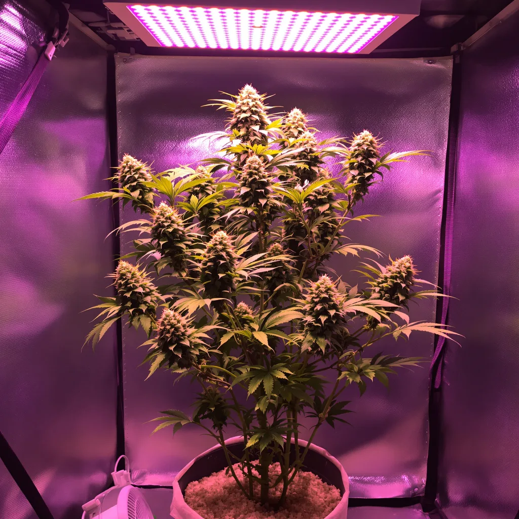 Blue Cookies cannabis plant in flowering stage — 1.5 m feminised
