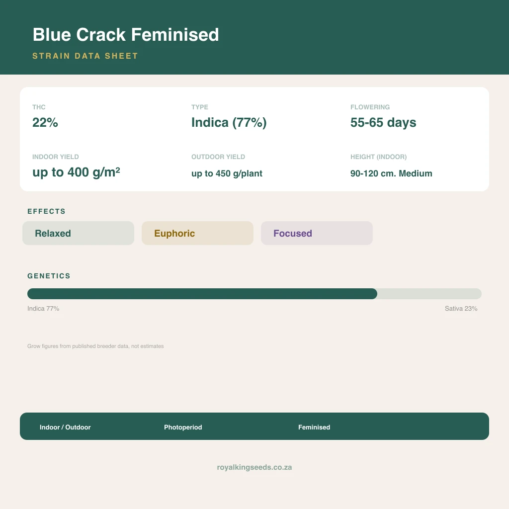 Blue Crack 77% indica / 23% sativa flower with visible trichomes