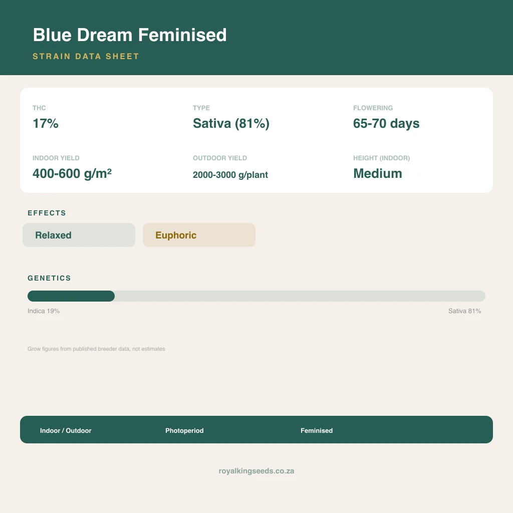 Blue Dream 19% indica / 81% sativa flower with visible trichomes