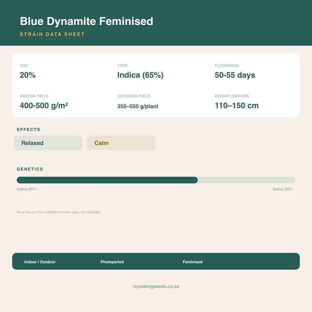 Blue Dynamite 65% indica / 35% sativa flower with visible trichomes